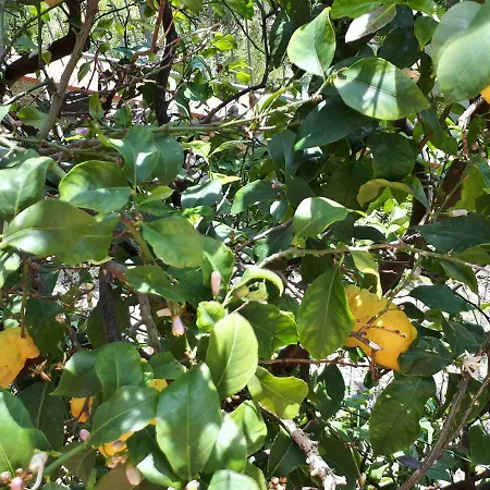 Agroturismo Azienda Agrituristica Arianna Imperia