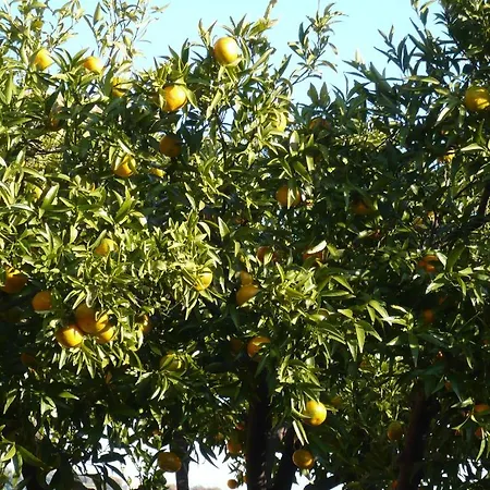 Alloggio per agriturismo Azienda Agrituristica Arianna *