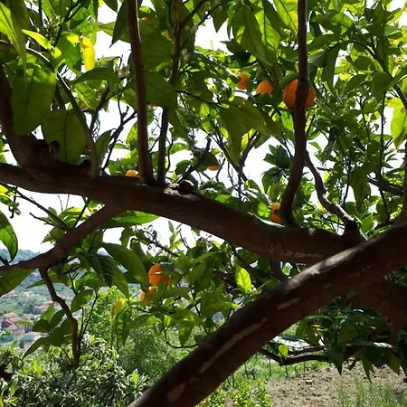 Azienda Agrituristica Arianna *